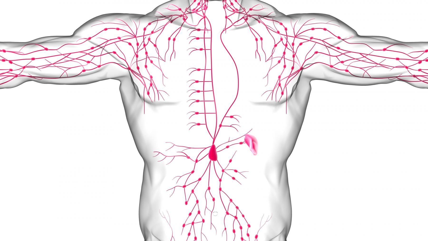 рак лимфатическая система