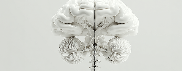 Головной и спинной мозг, центральная нервная система